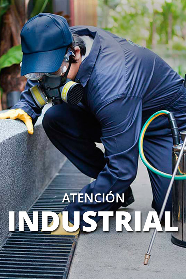control de plagas veracruz control de plagas veracruz
